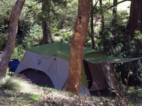 A tent pitched under trees at Abercrombie Caves campground. Photo: Stephen Babka/DPIE
