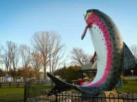 The Big Trout - Adaminaby