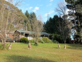 Kangaroos at Spa Cabins