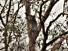 Koala on the tall trees near Emu Creek