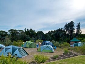 Tents in Freemans campground, Munmorah State Conservation Area. Photo: John Spencer/DPIE