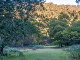 Remote Griffins Farm campground, surrounded by trees in Morton National Park. Photo: Michael Van
