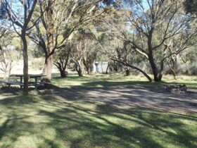 Picnic tables and fire rings among black sallee trees, Gungarlin River campground, Kosciuszko