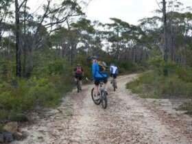 Three cyclists ride the trail from Wentworth Falls to Woodford, Blue Mountains National Park. Photo: