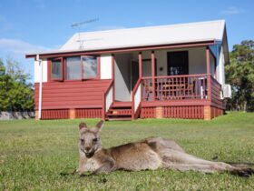 Kangaroo in front of cabin