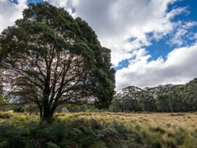 Large tree next to a grassy open area with a forest backdrop. Photo: John Spencer/OEH