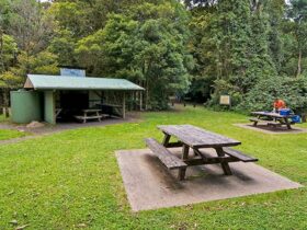 Picnic tables and shelter at Bar Mountain picnic area, Border Ranges National Park. Photo credit: