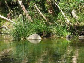 Urumbilum River, Bindarri National Park. Photo: Helen Clark/NSW Government