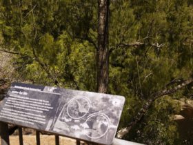 Bomaderry Creek Walk NPWS Discovery Tour