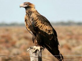 A wedge-tailed eagle perches on a fencepost at Kalyarr National Park. Photo: Samantha Ellis ©