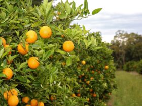Orange tree in the orchard