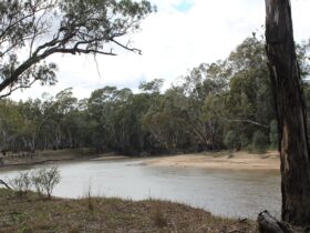 river, water, river red gum