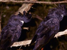 2 black cockatoos in a tree. Photo: Ken Stepnell © DPIE