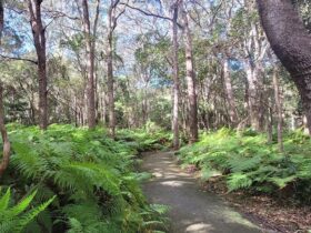 A sunny path lined by trees and ferns, Walk on Water walking track, Tweed Heads Historic Site.