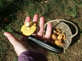 A hand holding a mushroom and knfie over a basket of wild mushrooms