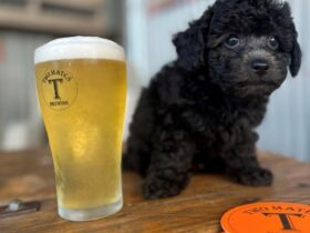 Dog and beer