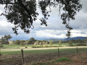 Scene of open valley country typical of North East Victoria