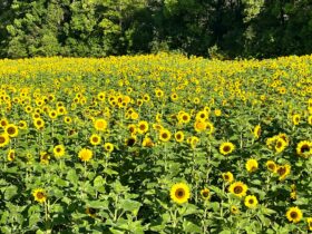 The Bloom Barn Sunflower Field
