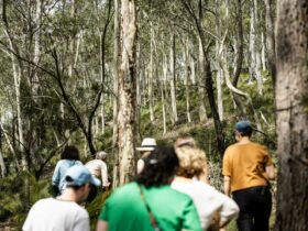 A group of casual bushwalkers walking uphill through forest and ferns