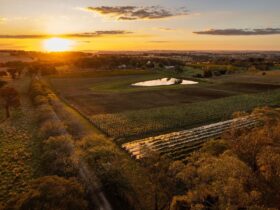 Drone vineyard view
