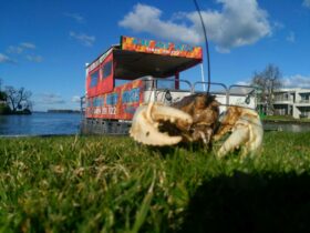 Murray Crayfish at Lake Mulwala