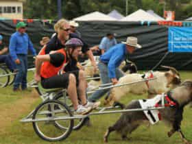 Comboyne Show Mountain Goat Races