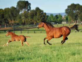 Mare and Foal at Arrowfield Stud - Scone