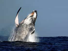 Breaching is where the whale lunges its whole body out of the water. Very spectacular.