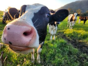 A dairy cow reaching forward to smell the camera