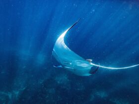 photo of manta ray