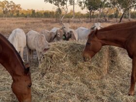 Horses and cows eating hay in a paddock.