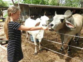 Girls feeding Cattle