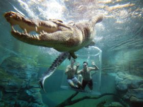 Large Saltie swims passed submerged guests in the Cage of Death at Crocosaurus Cove