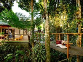alt="Veranda and walkway leads into the rain forest overlooking the river at Sharlynn"