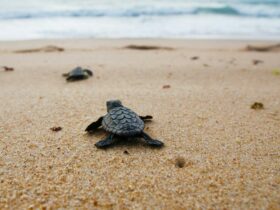 Baby Turtles at Turtle Sands Resort
