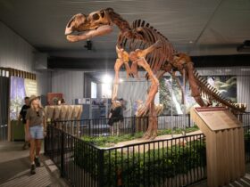 Replica skeleton of a Muttaburrasaurus found in the Flinders Shire