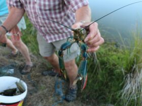 Man holding a Red Claw yabby