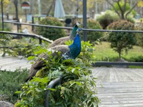 Free roaming peacocks, parrots and Guinea fowl