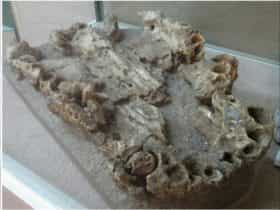 Fossillised remains of a proto-crocodile