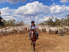 Cattle Mustering
