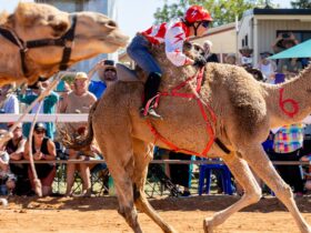 Boulia Camel Races in the Land of the Min Min Light
