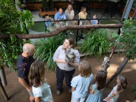 Keeper introduces guests to a Koala while family enjoys a food platter