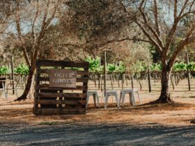 The Olive Grove - Sarabah Estate Vineyard