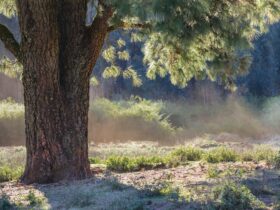 Nurturing Nature's Power: Embrace Wellness with Neem Tree
