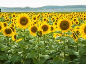 Sunflowers, Clifton