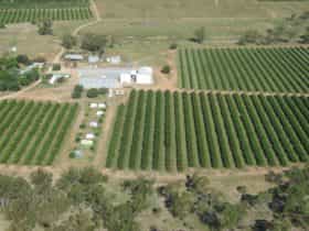 Aerial view of citrus crops in Mundubbera