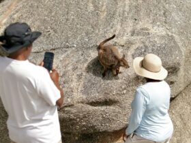 Guests of our private safari enjoying meeting the friendly Rock Wallabies of Granite Gorge