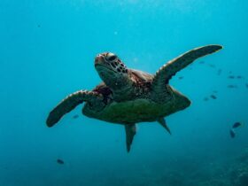 Learn about the conservation work being carried out at the Turtle Rehabilitation Centre