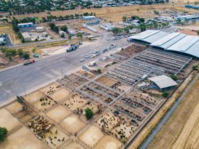 Great aerial image of the saleyards.