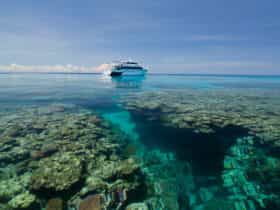 Dive the Great Barrier Reef with Pro Dive Cairns